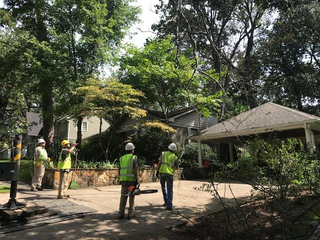 Tree Trimming & Pruning